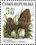 Rare mushrooms: Morchella pragensis