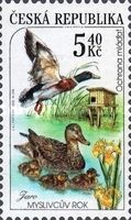 Spring: Anas platyrhynchos - Mallard