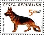 German Shepherd (Canis lupus familiaris)
