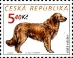 Golden Retriever (Canis lupus familiaris)