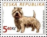 West Highland White Terrier (Canis lupus familiaris)