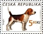 Beagle (Canis lupus familiaris)