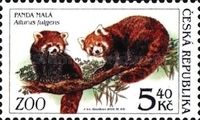 Red Panda (Ailurus fulgens)