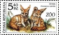 Fennec Fox (Fennecus zerda)