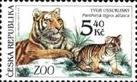 Amur Tiger (Panthera tigris altaica)