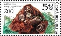 Bornean Orangutan (Pongo pygmaeus)