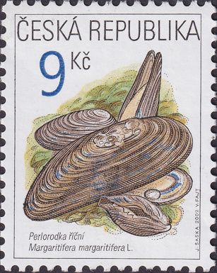 Freshwater Pearl Mussel (Margaritifera margaritifera)