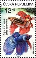 Betta splendens