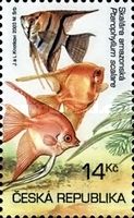 Freshwater Angelfish (Pterophyllum scalare)