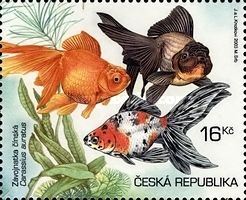 Goldfish (Carassius auratus auratus) - different Breeds