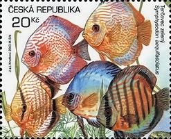 Blue Discus (Symphysodon aequifasciatus)