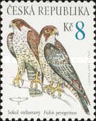 Peregrine Falcon (Falco peregrinus)