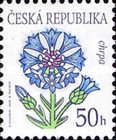 Flowers: Cornflower