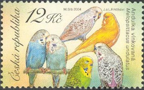 Budgerigar (Melopsittacus undulatus)