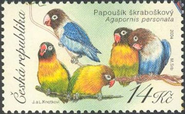 Yellow-collared Lovebird (Agapornis personata)