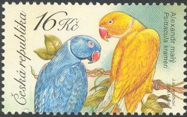 Rose-ringed Parakeet (Psittacula krameri)
