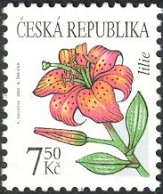 Flowers: Lily