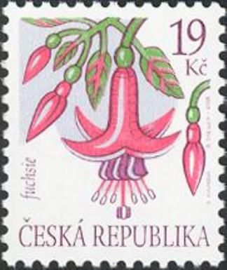 Flowers: Fuchsia