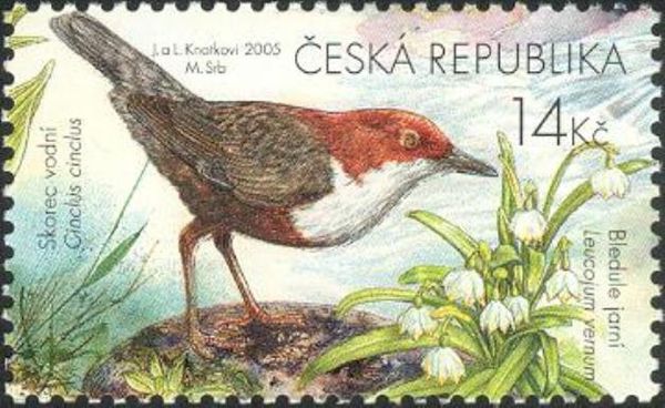 White-throated Dipper (Cinclus cinclus), Spring Snowflake (L