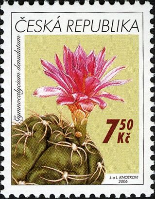 Gymnocalycium denudatum