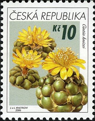 Cintia knizei
