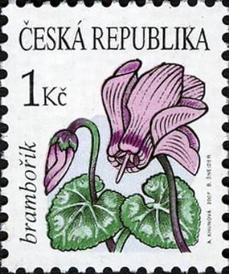 Alpine cyclamen (Cyclamen purpurascens)