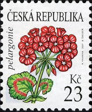 Flowers: Geranium