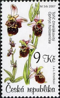 Later Spider Orchid (Ophrys holosericea)