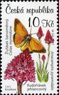 Danube Clouded Yellow (Colias myrmidone), Pyramidal Orchid