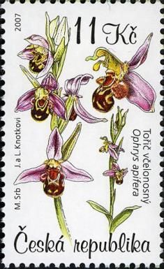 Wasp Orchid (Ophrys apifera)
