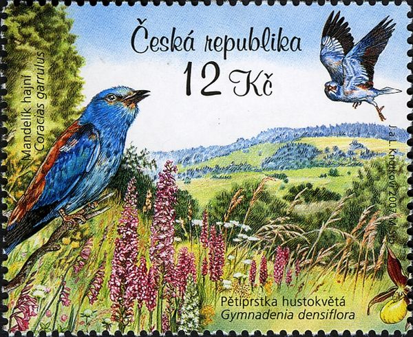 European Roller (Coracias garrulus), Fragrant Orchid (Gymnad