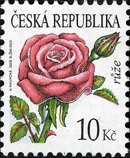 Flowers: Rose
