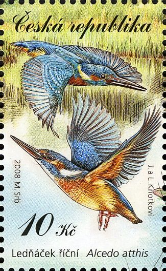 Common Kingfisher (Alcedo atthis)