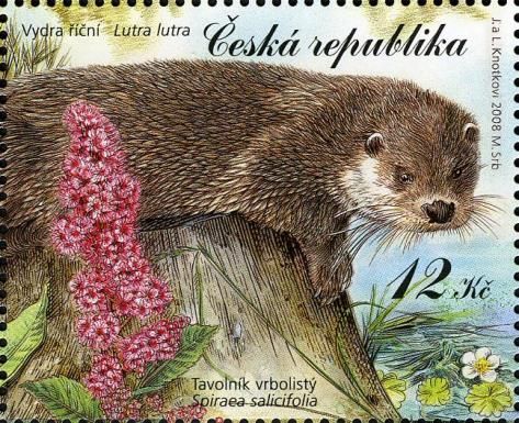 Eurasian Otter (Lutra lutra), Bridewort (Spiraea salicifolia