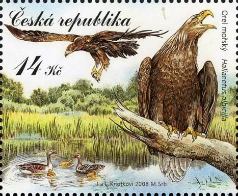 White-tailed Eagle (Haliaeetus albicilla)