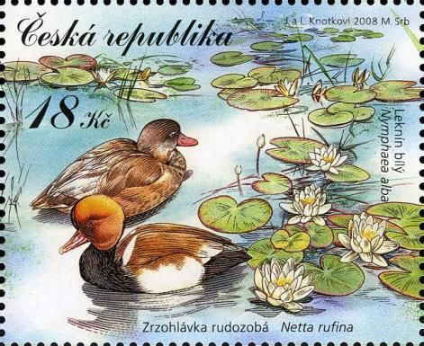 Red-crested Pochard (Netta rufina), European White Waterlily