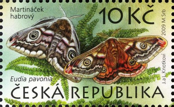 Small emperor moth (Saturnia pavonia)