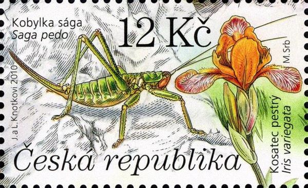 Predatory Bush Cricket (Saga pedo), Hungarian Iris (Iris var