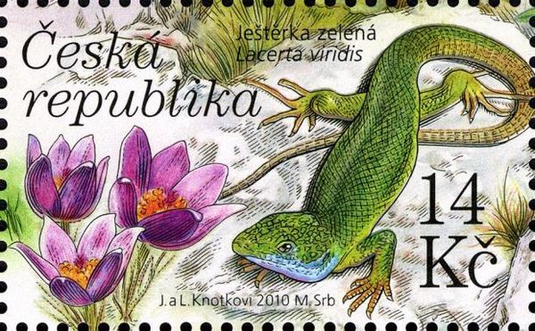 Greater Pasque Flower (Pulsatilla grandis), Green Lizard (La