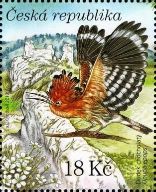 Eurasian Hoopoe (Upupa epops), Greater Sandwort (Arenaria gr