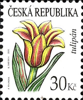 Flowers: Tulip