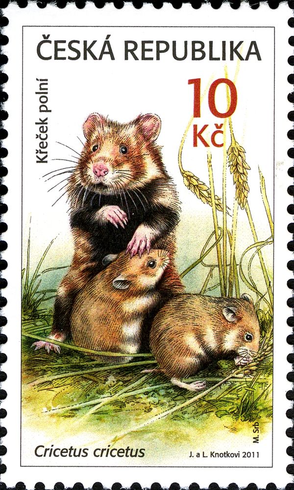 European Hamster (Cricetus cricetus)
