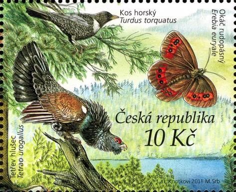 Ring Ouzel (Turdus torquatus), Western Capercaillie (Tetrao 