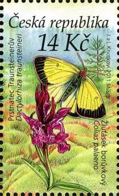 Moorland Clouded Yellow (Colias palaeno), Narrow-leaved Mars