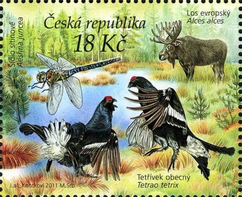 Moose (Alces alces), Black Grouse (Tetrao tetrix), Common Ha