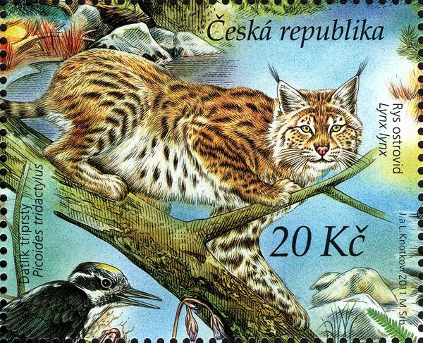 Lynx (Lynx lynx), Three-toed Woodpecker (Picoides tridactylu