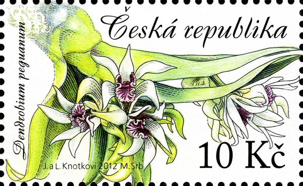 Beauty of Orchids (Dendrobium peguanum)