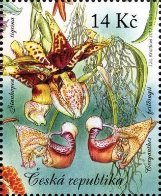 Beauty of Orchids (Stanhopea tigrina a Coryanthes feildingii