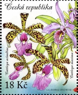 Beauty of Orchids (Cattleya aclandiae a Cattleya maxima)