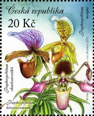 Beauty of Orchids (Paphiopedilum charlesworthii)